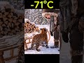 -71°C Survive❄️#8  #animalrescue #wildliferescue #siberia