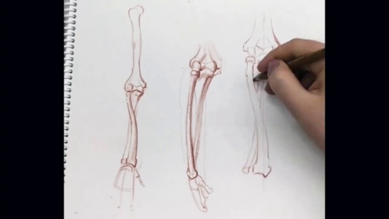 Как поэтапно нарисовать руку скелета