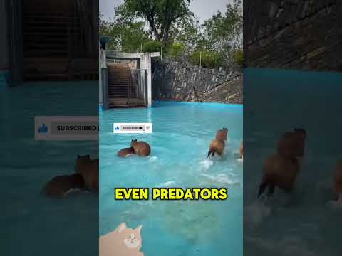 How Capybaras Became