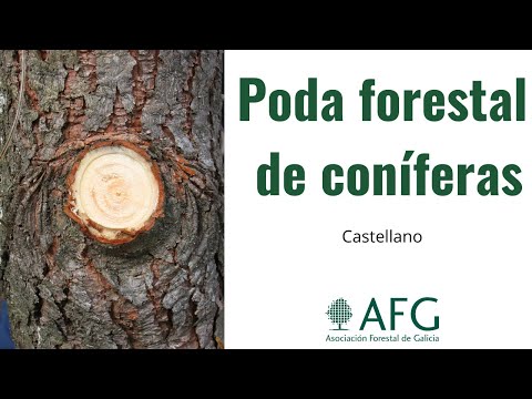 Video: Coníferas del noreste - Cultivo de pinos en el noreste