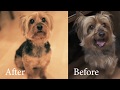 How to Groom Yoshi (Silky Terrier) の動画、YouTube動画。