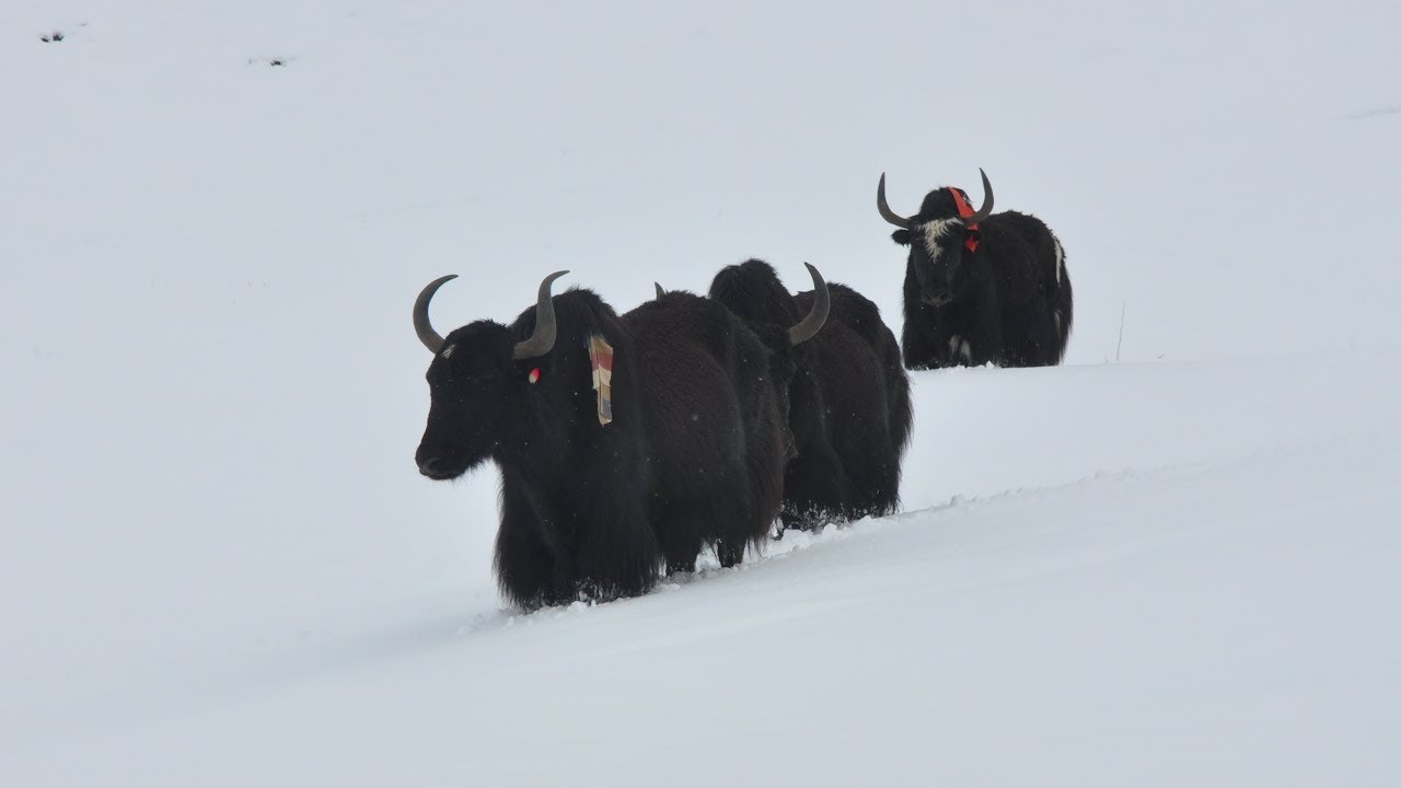 Inside my forgotten hometown at Himalayas, (Remote village), Dho-Tarap Dolpo