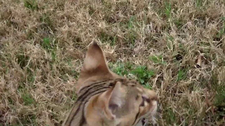 Video 11848181: savannah kitten, savannah cat, kitten fun