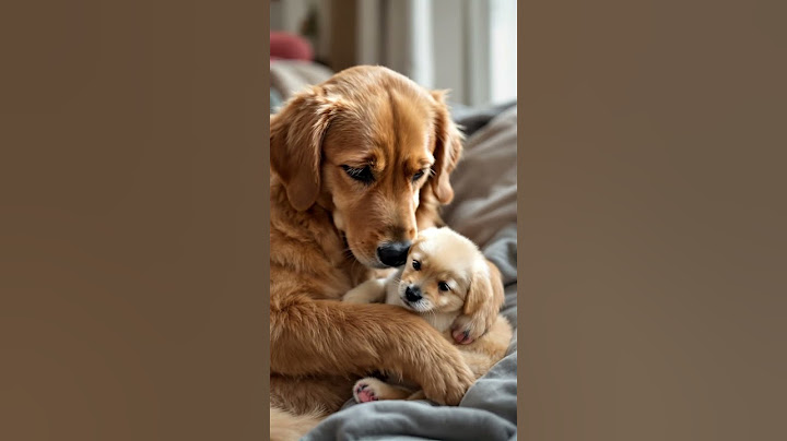 Mother Dog Comforts Her Crying Puppy with Loving Embrace 🥺❤️
