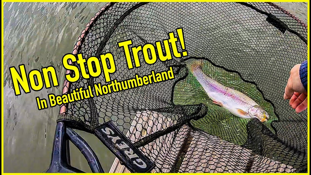 Fly Fishing for Trout at Chatton Fishery Northumberland YouTube