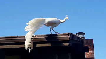 Wild White Peacock Flying