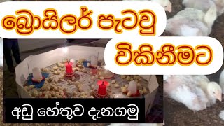 බ්‍රොයිලර් පැටවි හිග වීමට හේතුව. #broiler manegment . #poultry