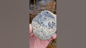 Beach pebble packed with tiny Fossilised Shells! 🌊🐚 #fossilhunting #fossils #shorts #coast #rock