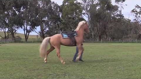 Clicker training shaping passage with Angel