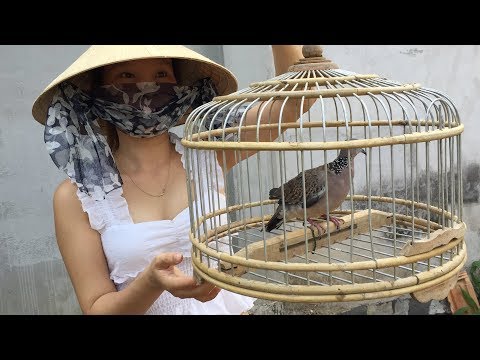 ➤ Mẹo thuần cu gáy / Cách nuôi chim cu gáy bổi toàn tập cho người mới