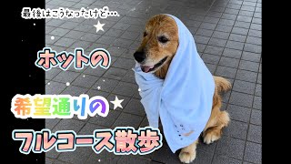 遊びも全力の愛犬ホット…この笑顔が好きっさね🤍@hotto510