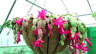 My Schlumbergera buckleyi Christmas Cactus Blooming Lovely in the Polytunnel