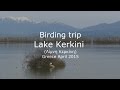 Birding trip Lake Kerkini - Greece