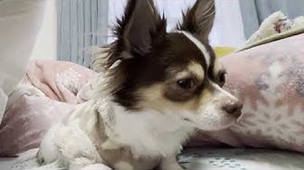 逆くしゃみ Youtube