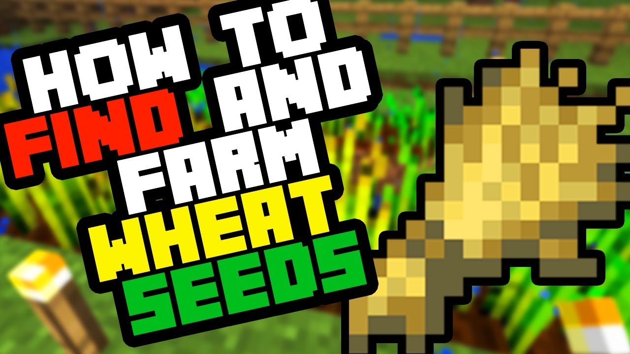 How to Find Wheat Seeds in Minecraft Survival 2019 (And Farm Them