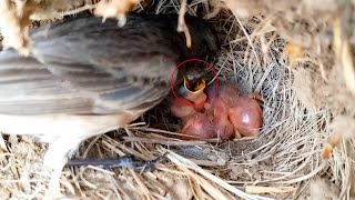 Oriental magpie mom feeding babies @Birdsbabies7786