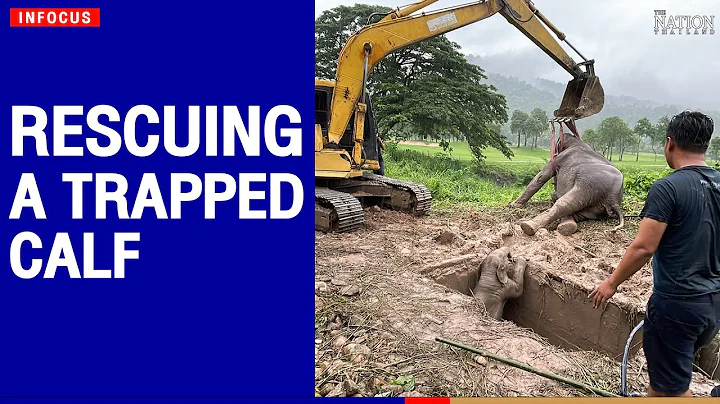 Rescuing a trapped calf | The Nation - DayDayNews