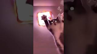 Прикольні тварини#2 #1k ,добірка приколів #shorts #shorts #cat #catvideos #animals #jokes #catlover