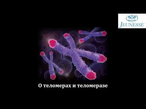 Теломеры и теломераза. Их влияние на продрлжительность жизни.