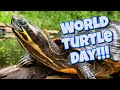 World Turtle Day 2020, World tour of my turtles and tortoises!