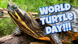 World Turtle Day 2020, World tour of my turtles and tortoises!