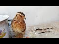 EL CANTO DE UNA CODORNIZ MACHO - The singing of a male quail