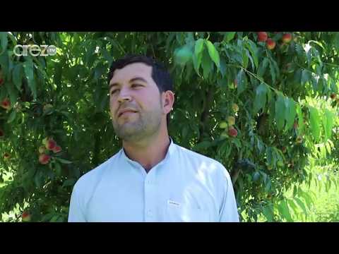 حاصلات میوه های تازه ننگرهار در سال جاری به سیزده هزار ت ن می رسد