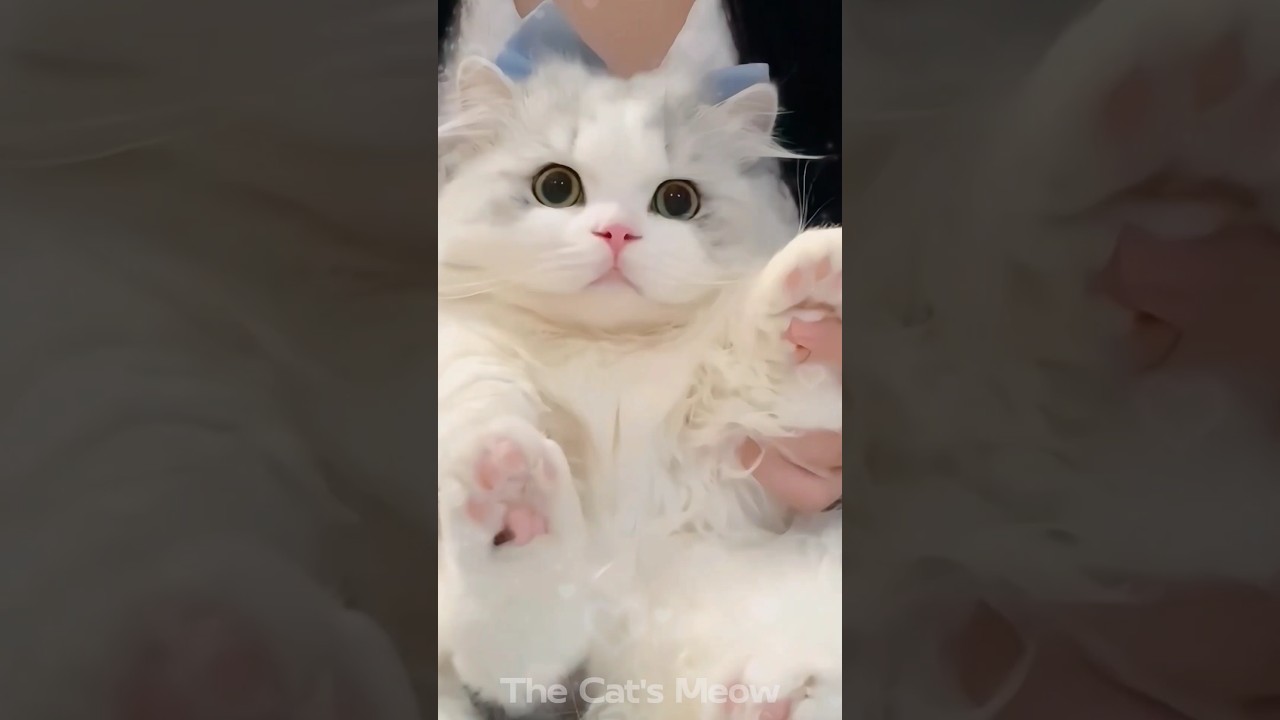 Funny Cute Cat Compilation   