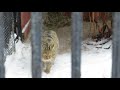 Европейский лесной кот 15.01.2020