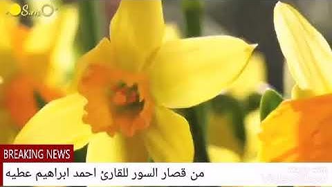 قصار السور للقارئ احمد ابراهيم عطيه