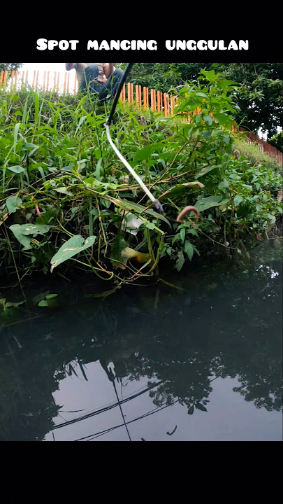 meskipun airnya keruh tetapi disini adalah spot mancing unggulan saya #mancing #selokan #spotmancing