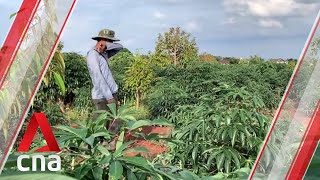 (THAILAND - August 2019) Thailand's farmers struggle against the worst drought in years
