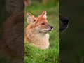 Dhole Whistle Call Dhole Sound Wilddog 