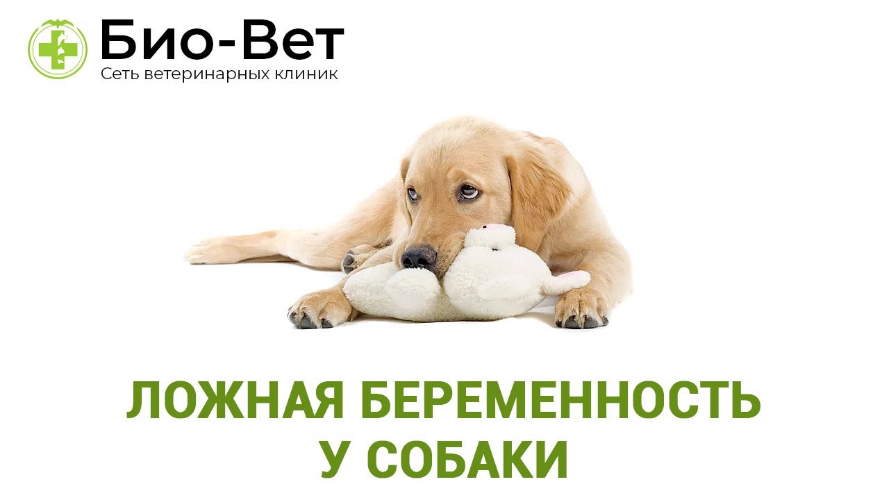 Понимание ложной беременности у собак: причины, симптомы и лечение