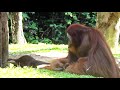 大きなオランウータンとカワウソ/ Big orangutan and otters