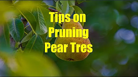 Stefan Sobkowiak: Advice on Pruning Pear Trees
