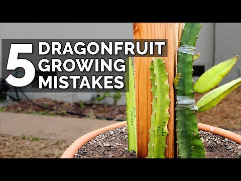 5 Dragon Fruit Growing Mistakes to Avoid