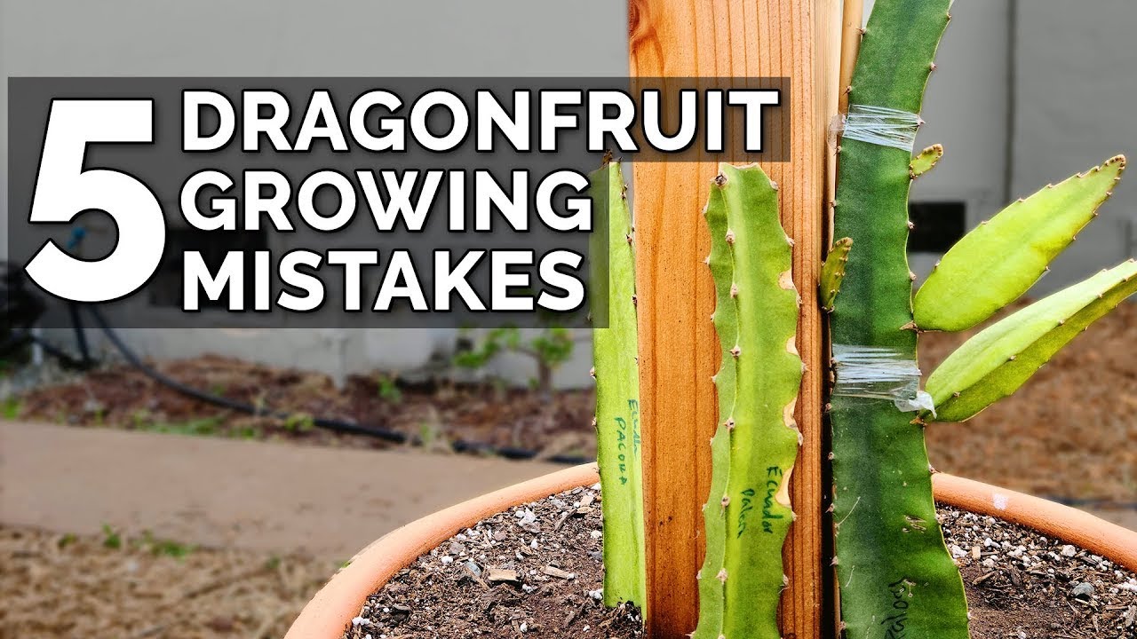 How Does Your Dragon Fruit Grow?