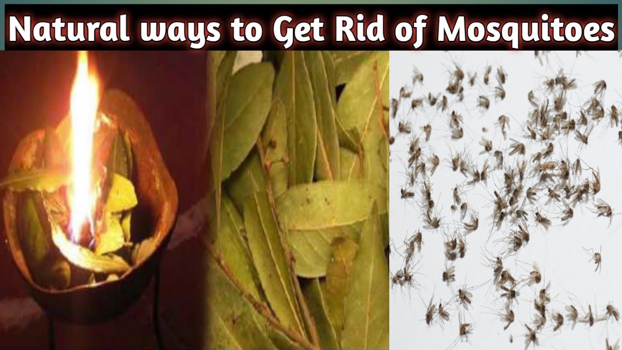 Home Remedies to get rid of Mosquitoes //Naturally Kill mosquitoes with