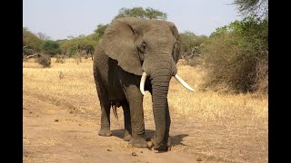 видео: Йога Нидра с Виной Ачария картинка: Йога Нидра с Виной Ачария