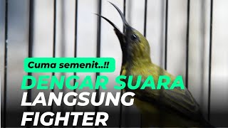 SOGON GACOR DOR BIKIN FIGHTER BURUNG SOGON BAHAN MANAPUN JADI GACOR