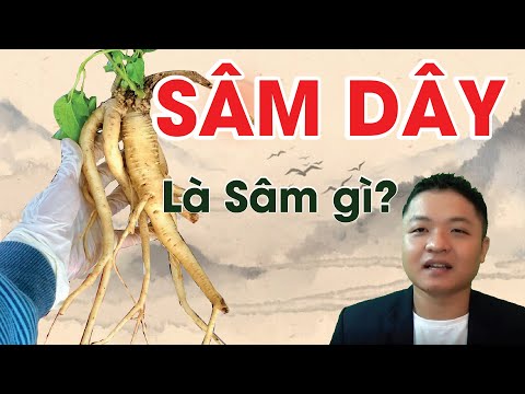 Tác Dụng Của Sâm Dây - Sâm Dây là "Sâm' gì?