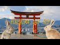Rabbit island  miyajima  day trip to hiroshima