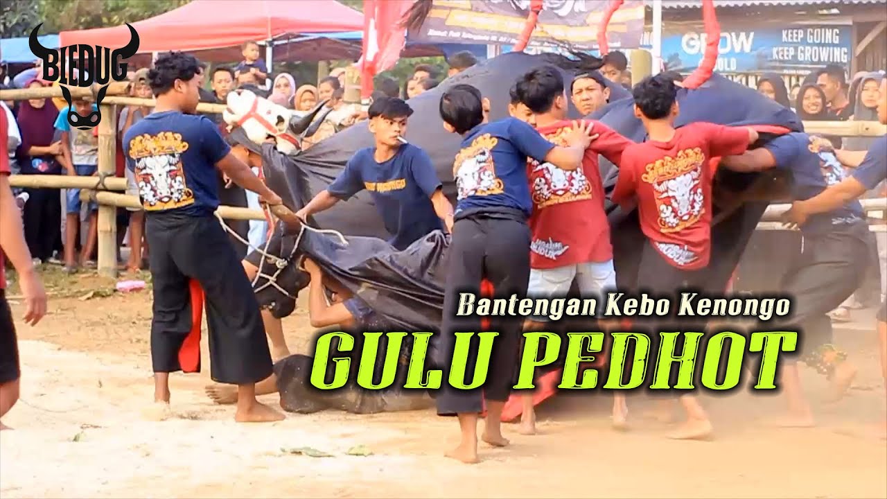Kebo Kenongo x Gulu Pedhot | Bantengan Mberot di Sudimoro #bledug #bantengan