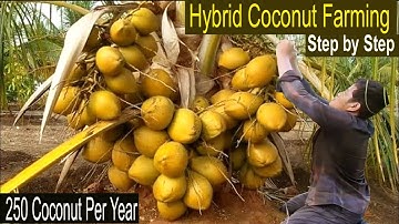 How to Start Business Hybrid Coconut Farming - Coconut Farming Business Plan - How to Grow Coconut