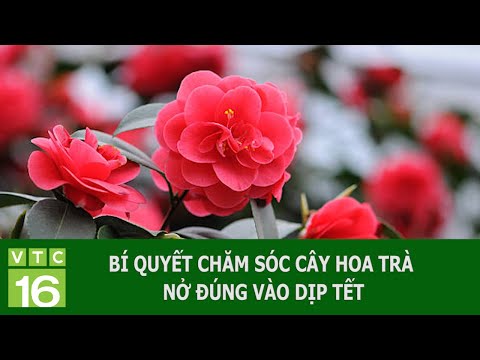 Video: Lý do khiến hoa trà không nở: Học cách làm hoa trà nở