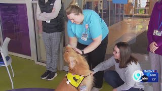 Therapy dog is ready for the big lights of the Westminster Dog Show