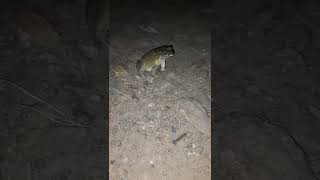 Download Lagu original frog voice ## MP3 Download Lagu original frog voice ## MP3