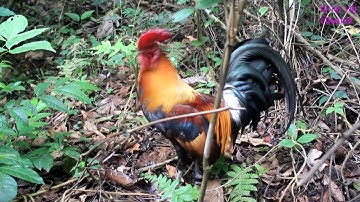 Yos hav zoov cuab qaib