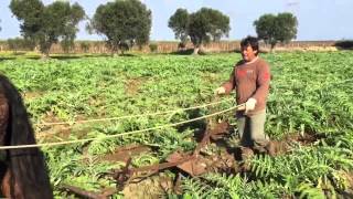 Il cavallo nei lavori agricoli a Brindisi